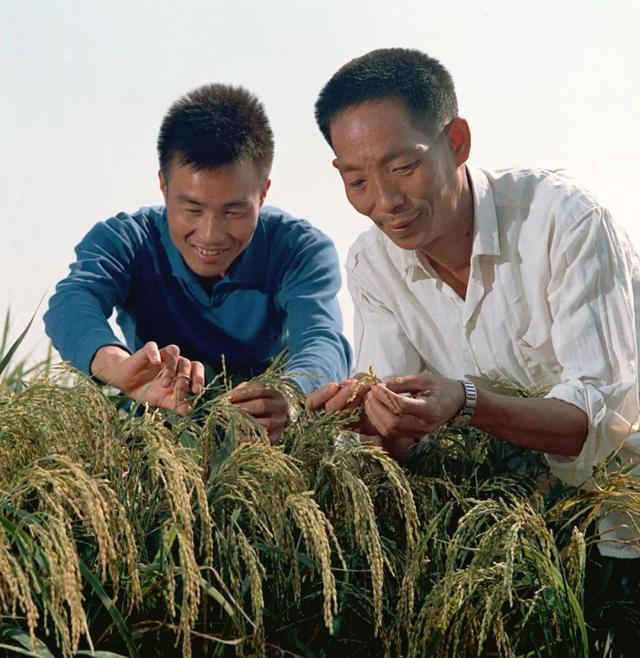 湖南省农业科技人员袁隆平（农业科学院研究员）（右）、李必湖在观察杂交水稻生长情况。新华社记者 孙忠靖 摄（1976年发）.jpeg