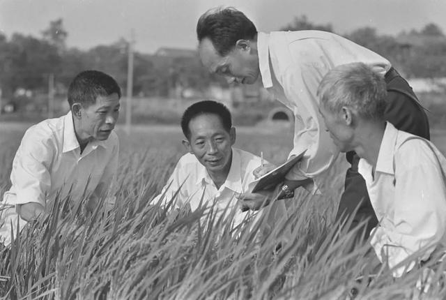 1980年10月，我国第一个研究杂交水稻的育种家、湖南省农业科学院研究员袁隆平（左二），经过10多年刻苦的研究实验，在有关科研单位的协作下，攻克了制种关，使杂交水稻的研究获得全面成功，为水稻增产开辟了新的途径。新华社记者 王平 摄.jpeg