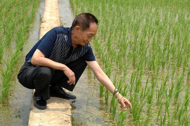 袁隆平在实验田观察水稻长势（2007年5月10日摄）。新华社记者 赵众志 摄.jpeg